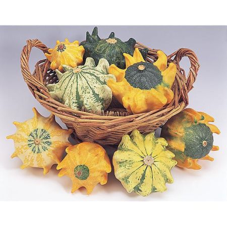 COLOQUINTE GRIFFES du DIABLE (10 commandements)