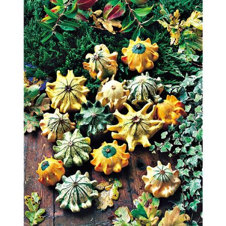 COLOQUINTE GRIFFES du DIABLE (10 commandements)