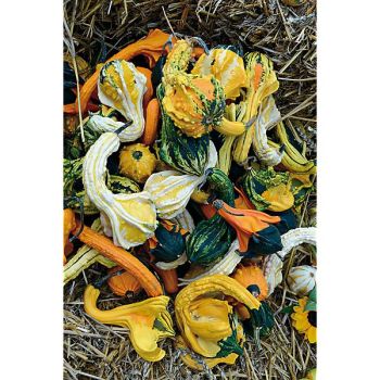 COLOQUINTE INDIAN MIX