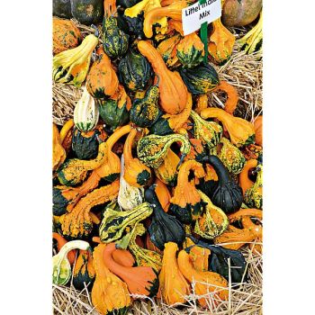 COLOQUINTE INDIAN MIX 2