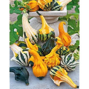 COLOQUINTE AUTUMN WINGS BLEND