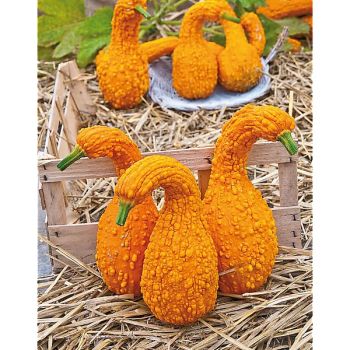 COLOQUINTE COU TORS HÂTIVE