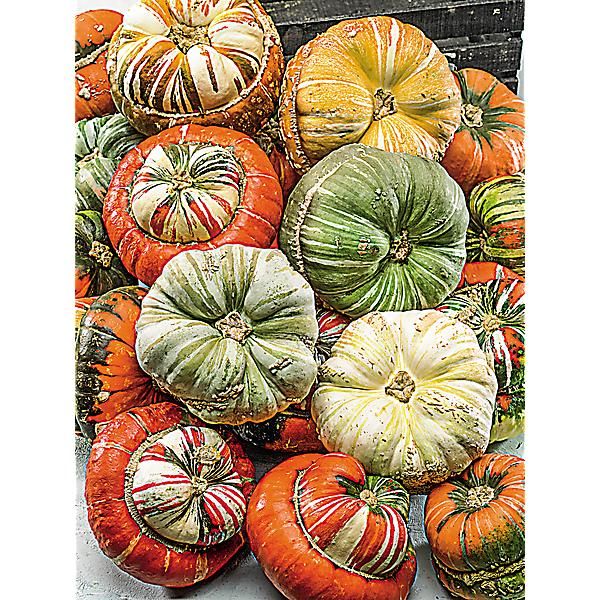 GIRAUMON TURBAN d'ALADIN