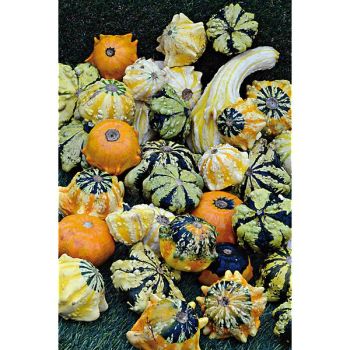 COLOQUINTE F1 GALAXY of STARS