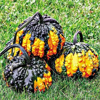 COLOQUINTE F1 HOARGARTH