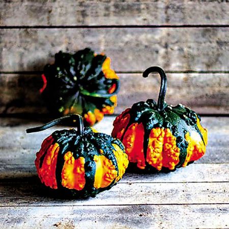 COLOQUINTE F1 HOARGARTH