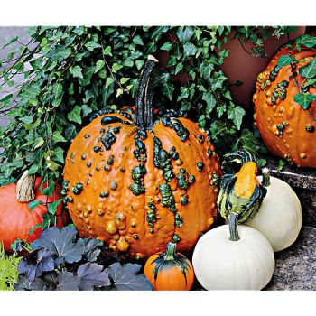 COLOQUINTE F1 WARTY GOBLIN 2