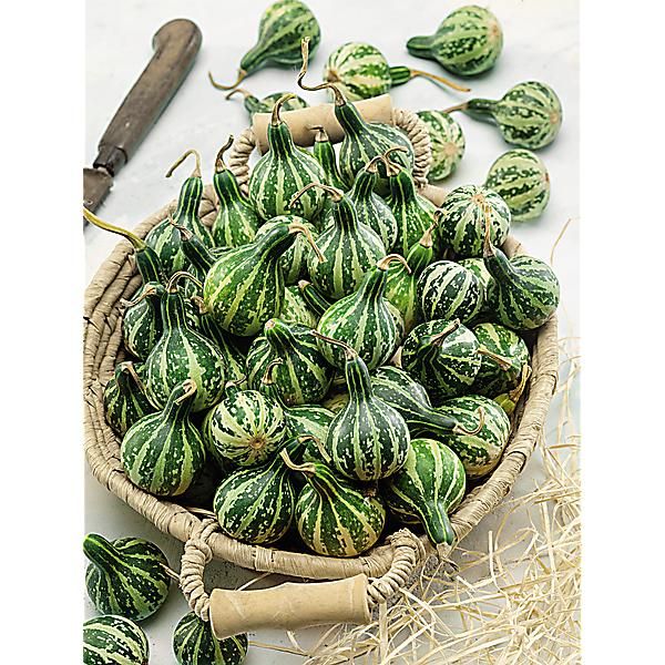LAGENARIA DANCING ou SPINNING GOURD