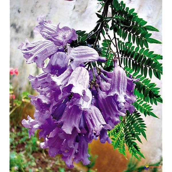JACARANDA MIMOSIFOLIA