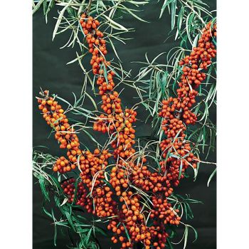 ARGOUSIER (hippophae rhamnoïdes)