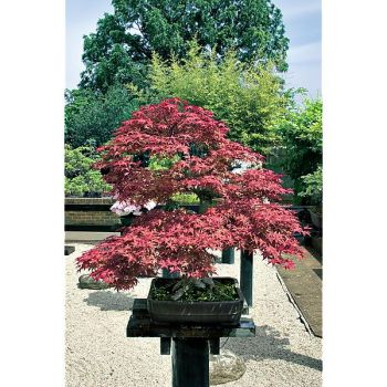 ACER palmatum atropurpureum dissectum ou érable du Japon