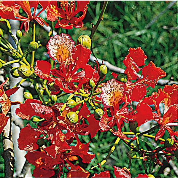 FLAMBOYANT ROUGE ROYAL (poinciana regia)