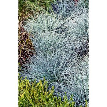 FESTUCA glauca VARNA 2