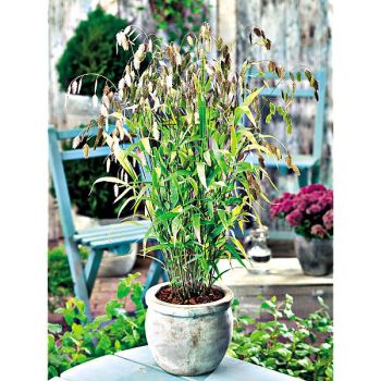 CHASMANTHIUM LATIFOLIUM (uniola latifolia) 2