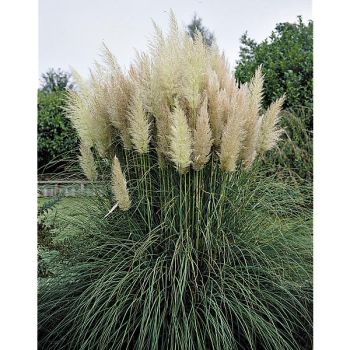 HERBE de la PAMPA (cortaderia) SELLOANA 2