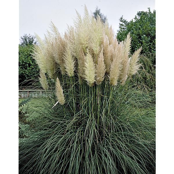 HERBE de la PAMPA (cortaderia) SELLOANA