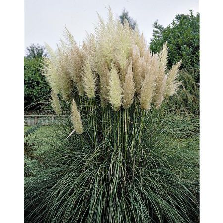 HERBE de la PAMPA (cortaderia) SELLOANA