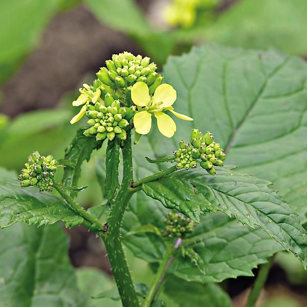 MOUTARDE NOIRE OPALESKA (brassica nigra)