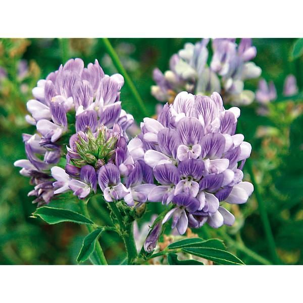 LUZERNE MAGA (medicago sativa)