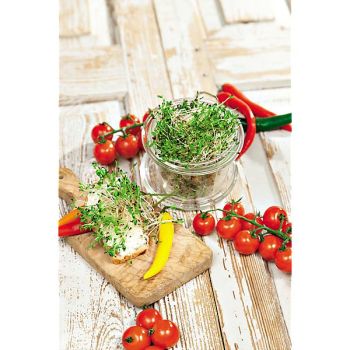 LUZERNE MAGA (medicago sativa) 2