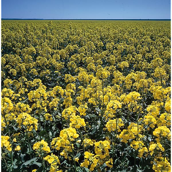 COLZA fourrager GORILLA (brassica napus)