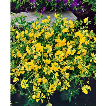 LOTIER CORNICULÉ GRAN LEO