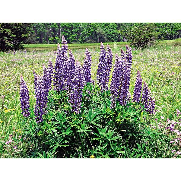LUPIN BLEU AZURA (lupinis angustifolius)