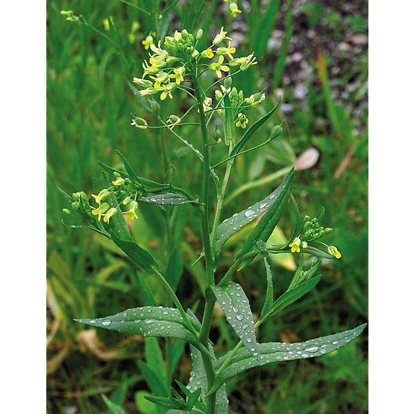 CAMELINA SATIVA