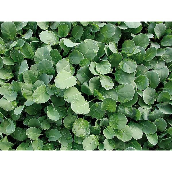 NAVETTE fourragère FINITO (brassica rapa)
