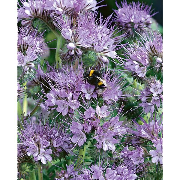 PHACELIA tanacetifolia LILLA
