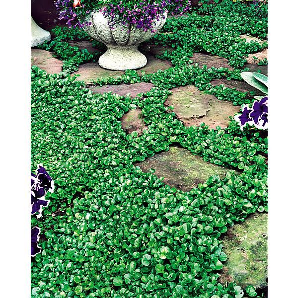 DICHONDRA REPENS