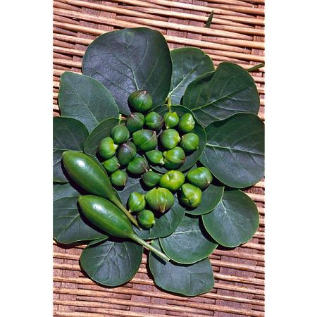 GRAINES de LÉGUMES FRUITS DIVERS