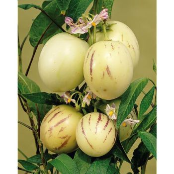 POIRE-MELON ou PÉPINO (solanum muricatum)