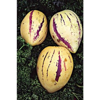 POIRE-MELON ou PÉPINO (solanum muricatum) 2