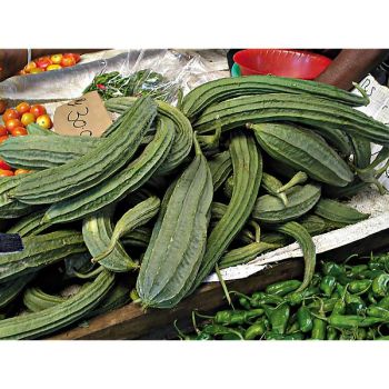 PIPANGAILLE F1 DIAMOND (luffa acutangula)