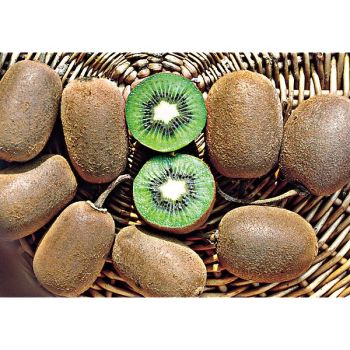 ACTINIDIA CHINENSIS ou KIWI