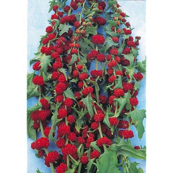 ÉPINARD FRAISE épis feuillés (chenopodium foliosum)