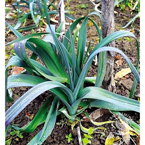 POIREAU VIVACE GREX BLEU-VERT