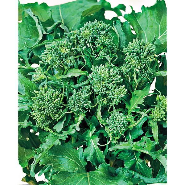 CIMA di RAPA QUARANTINA