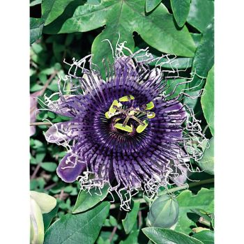 PASSIFLORE ou FLEUR de la PASSION edulis FLAVICARPA 2