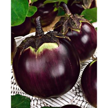 AUBERGINE F1 BARBARELLA