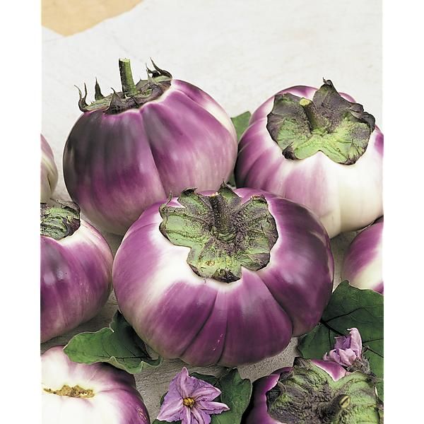 AUBERGINE VIOLETTA di FIRENZE (Violette de Florence)