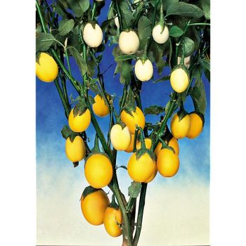 AUBERGINE GOLDEN EGGS