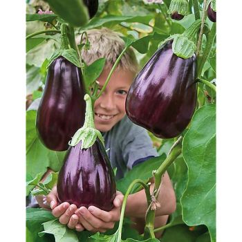 AUBERGINE MONSTRUEUSE de NEW YORK