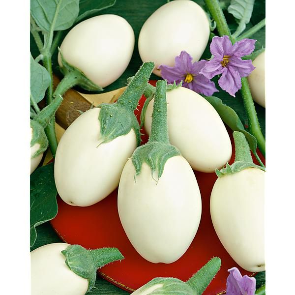 AUBERGINE F1 PALOMA