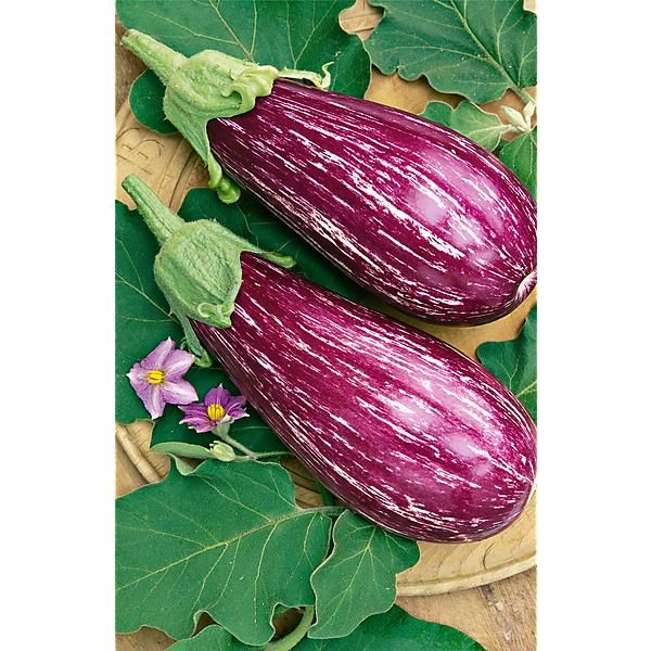 AUBERGINE TSAKONIKI