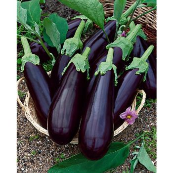 AUBERGINE ALEXANDRA