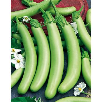 AUBERGINE LOUISIANA LONG GREEN