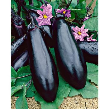 AUBERGINE F1 MONEY MAKER
