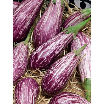 AUBERGINE F1 LEIRE